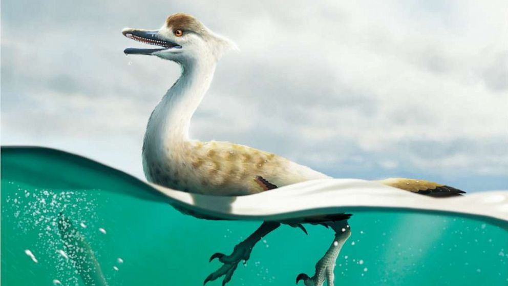 Scientists discover fossils of new predatory dinosaur species in Mongolia