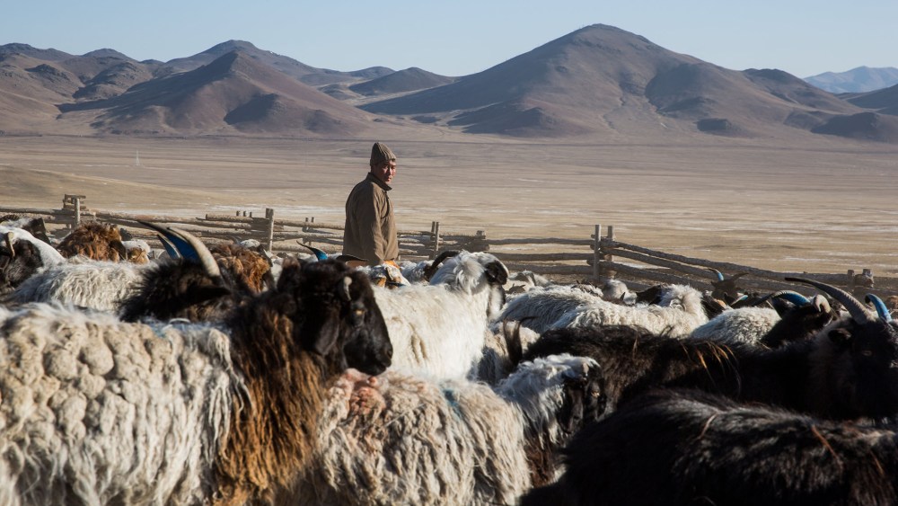 Mongolia&rsquo;s Cashmere Industry at a Crossroads